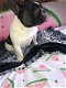 prachtige franse bulldog pups - 1 - Thumbnail