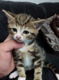 bengaal kittens - 1 - Thumbnail