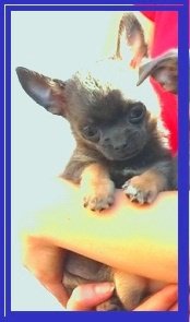 Chihuahua pup raszuiver kleinblijvend blauw tricolor - 2