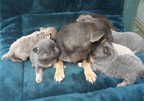 Chihuahua pup raszuiver kleinblijvend blauw tricolor - 3