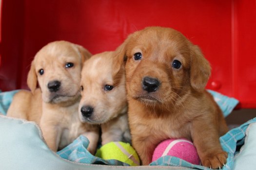 Nova scotia duck tolkling retriever x Labrador - 1