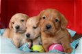 Nova scotia duck tolkling retriever x Labrador - 1 - Thumbnail