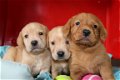 Nova scotia duck tolkling retriever x Labrador - 2 - Thumbnail