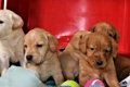 Nova scotia duck tolkling retriever x Labrador - 3 - Thumbnail