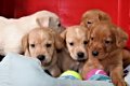 Nova scotia duck tolkling retriever x Labrador - 4 - Thumbnail