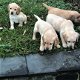 Nova scotia duck tolkling retriever x Labrador - 5 - Thumbnail