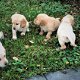 Nova scotia duck tolkling retriever x Labrador - 6 - Thumbnail