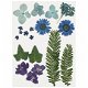 Droog bloemen en bladeren blauw 19 delig - 1 - Thumbnail
