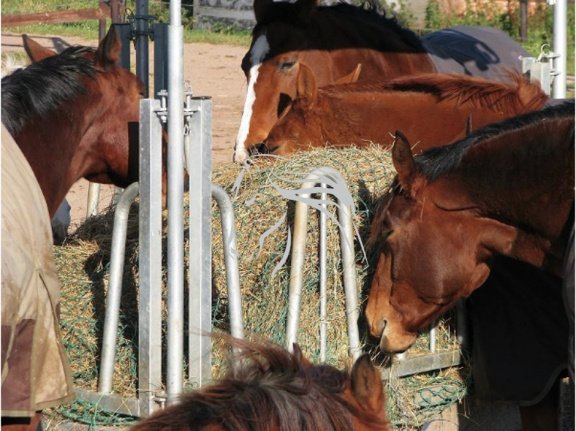 Veld Omheiningen, Voerruif, Hooiruif, Paardenruif, Koeien - Afbeelding 6
