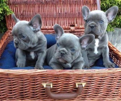 Blauwe franse bulldog pups. - 1