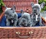 Blauwe franse bulldog pups. - 1 - Thumbnail