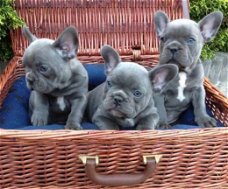 Blauwe franse bulldog pups.