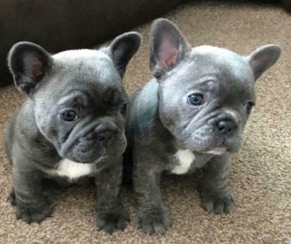 Blauwe franse bulldog pups. - 3