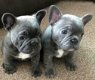 Blauwe franse bulldog pups. - 3 - Thumbnail