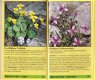 Alpenblumen Kompass 2 - 3 - Thumbnail