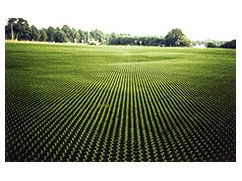GRASPLATEN / GRINDPLATEN - Afbeelding 2
