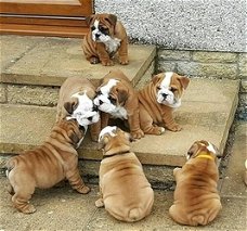 Engelse bulldog puppies