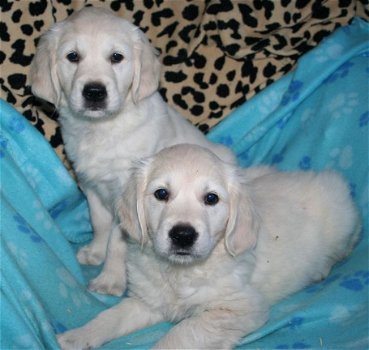 Golden Retriever Pups Kennel Club Geregistreerd - 1