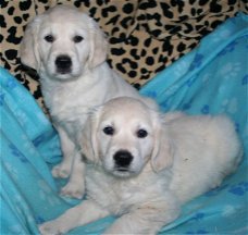 Golden Retriever Pups Kennel Club Geregistreerd