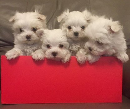 Schitterende Maltese puppy's - 1