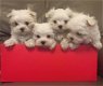 Schitterende Maltese puppy's - 1 - Thumbnail