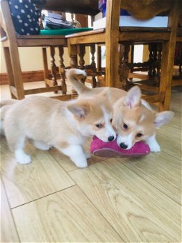 Prachtige Kc Reg Corgi-puppy's beschikbaar! - 1