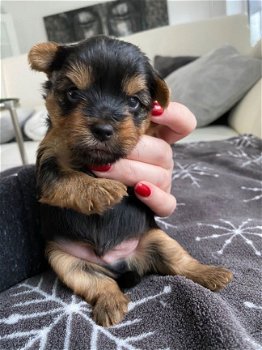 Puppy van Yorkshire Terrier - 1