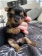 Puppy van Yorkshire Terrier - 1 - Thumbnail