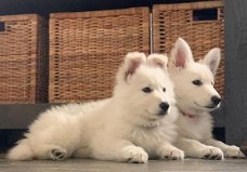 Sociale en knuffelige Zwitserse witte herder pups te koop