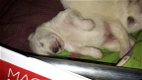 Sociale en knuffelige Zwitserse witte herder pups te koop - 3 - Thumbnail