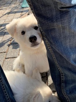 Sociale en knuffelige Zwitserse witte herder pups te koop - 6