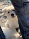 Sociale en knuffelige Zwitserse witte herder pups te koop - 6 - Thumbnail