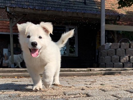 Sociale en knuffelige Zwitserse witte herder pups te koop - 7