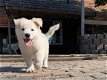 Sociale en knuffelige Zwitserse witte herder pups te koop - 7 - Thumbnail