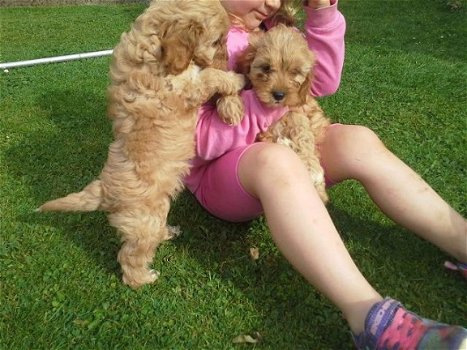 Cavapoo puppies for Adoption - 1