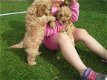 Cavapoo puppies for Adoption - 1 - Thumbnail