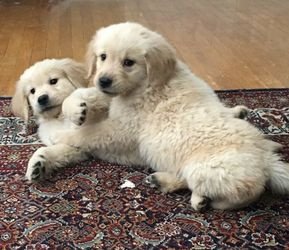 Speelse Golden Retriever-puppy's op zoek naar huisdieren die van thuis houden - 1