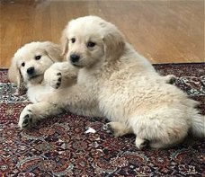 Speelse Golden Retriever-puppy's op zoek naar huisdieren die van thuis houden