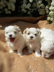 Super schattige Maltese puppy's - 1