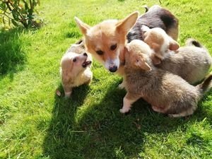 Pembroke Welsh Corgi voor adoptie - 1