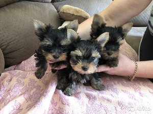 Puppy van Yorkshire Terrier - 1