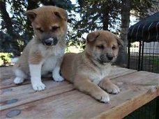 Mannelijke en vrouwelijke Shiba Inu-puppy's nu klaar