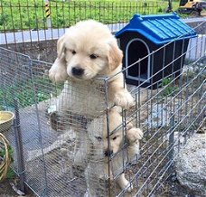 Golden Retriever puppy's