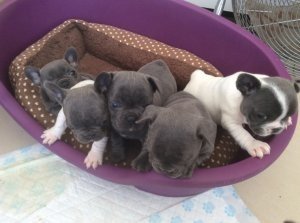 Franse Bulldog puppy's - 1