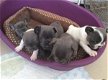 Franse Bulldog puppy's - 1 - Thumbnail