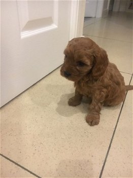 Schitterende Cavapoo-puppy's - 1