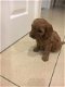 Schitterende Cavapoo-puppy's - 1 - Thumbnail