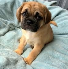 Mooie Gezonde Puggle-puppy - 1