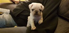 Mooie Pug-puppy's