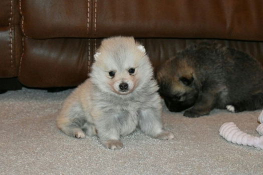 Prachtige Pomsky Pups beschikbaar - 1